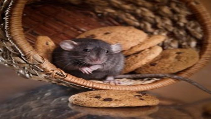 Rat Eradication Mastery: Pest Control Excellence