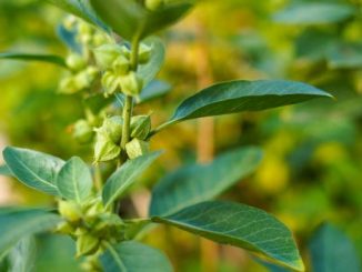 Botanical Bliss Turning Your Garden into a Wellness Retreat