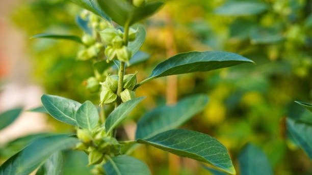 1(10 (23) Botanical Bliss Turning Your Garden into a Wellness Retreat
